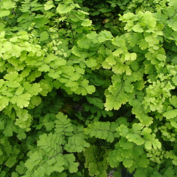 Fern Plant